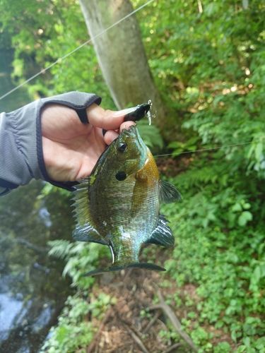 ブルーギルの釣果