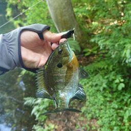 ブルーギル