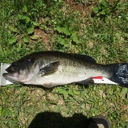 ラージマウスバス