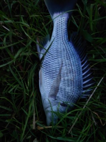 キビレの釣果