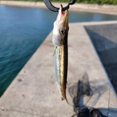カマスの釣果