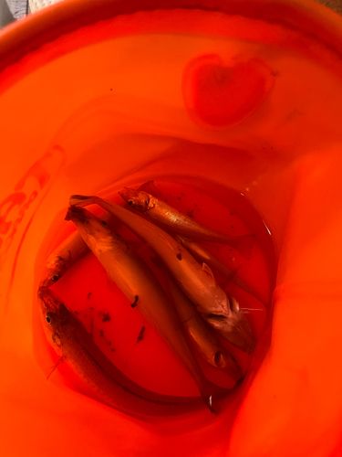 キスの釣果