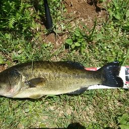 ラージマウスバス