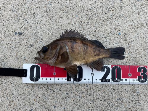 メバルの釣果