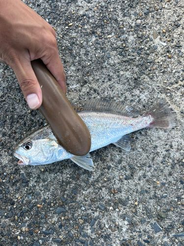 イシモチの釣果