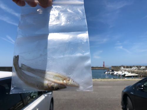 キスの釣果