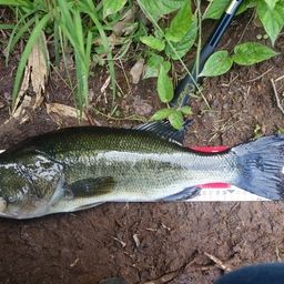 ラージマウスバス