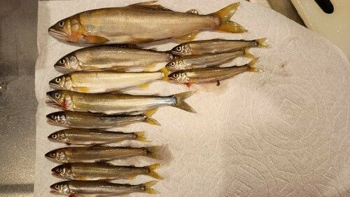 アユの釣果
