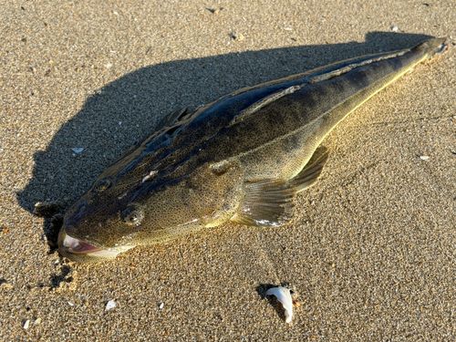 マゴチの釣果