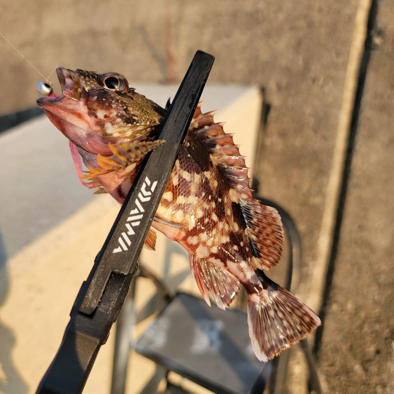 DAIWA 21月下美人 MX アジング 64L-S・Nの最安値・インプレ