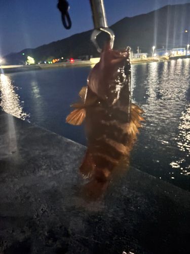 アコウの釣果