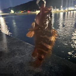 アコウ