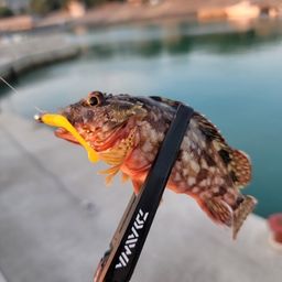 カサゴ