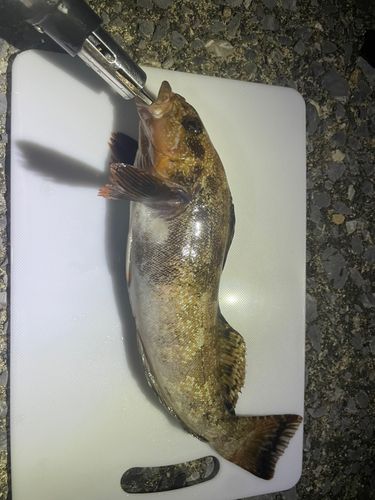 アイナメの釣果