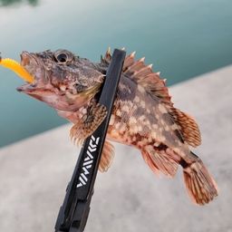 カサゴ