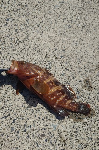 キジハタの釣果