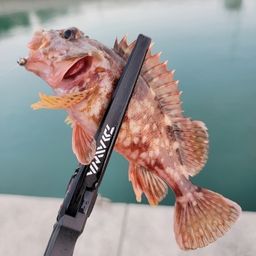カサゴ