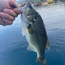 ラージマウスバス