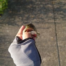 スモールマウスバス