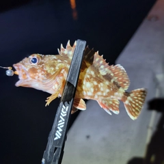 カサゴの釣果