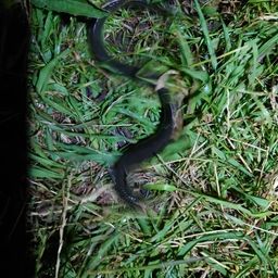 ニホンウナギ