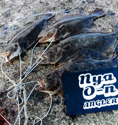 ソゲの釣果