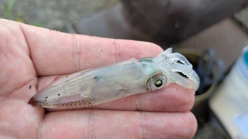 イカの釣果