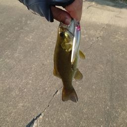 スモールマウスバス