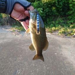 スモールマウスバス