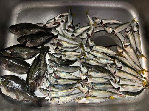 サバの釣果