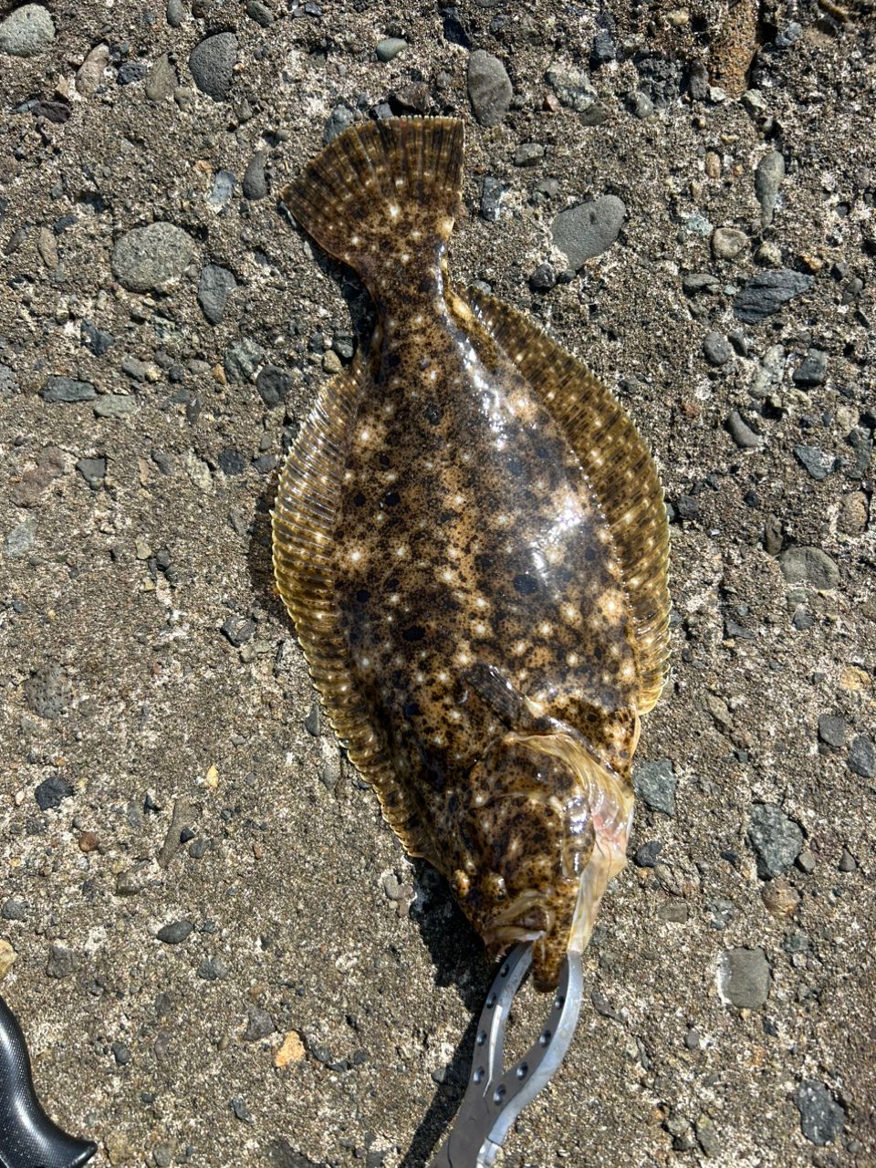 ヒラメ
