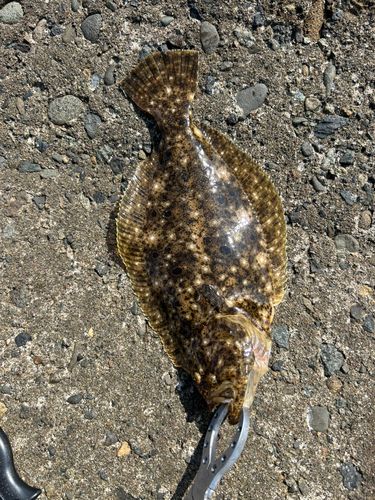 ヒラメの釣果
