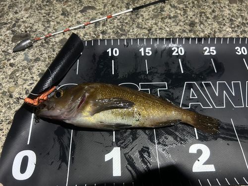 エゾメバルの釣果