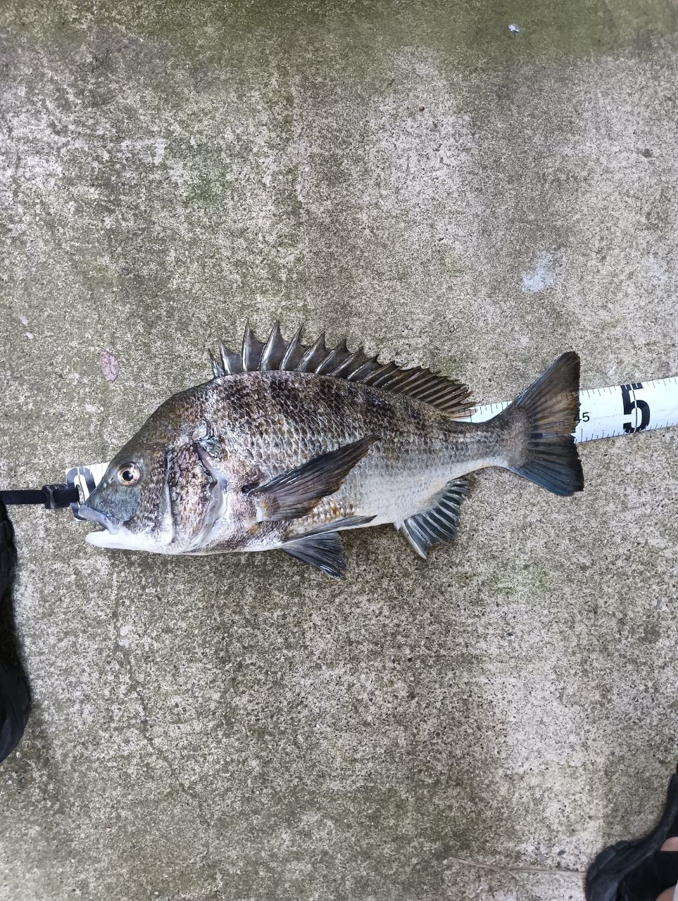 クロダイ