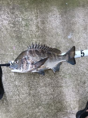クロダイの釣果