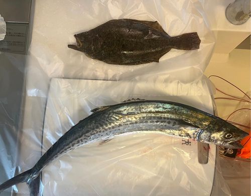 サゴシの釣果