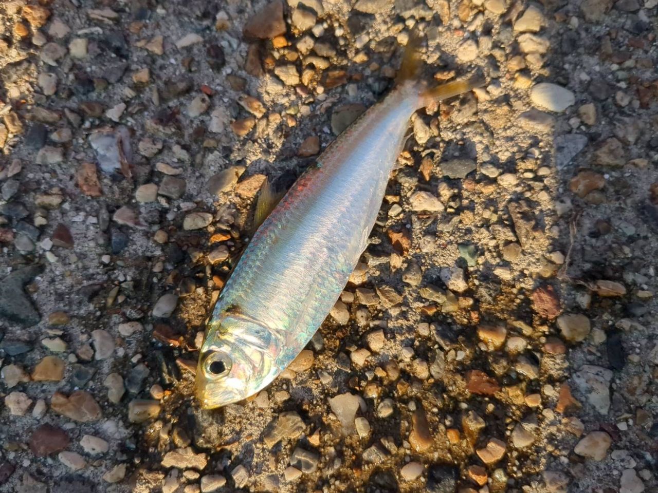 アジ