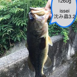 ブラックバス