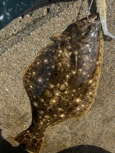 ヒラメの釣果