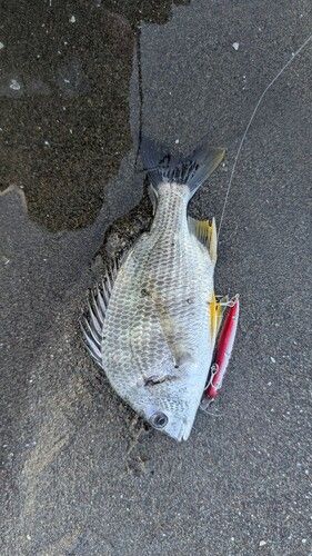 キビレの釣果