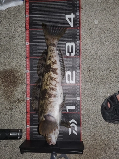 アイナメの釣果