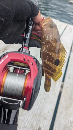 アコウの釣果