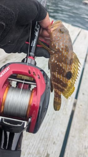 アコウの釣果