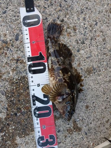 タケノコメバルの釣果
