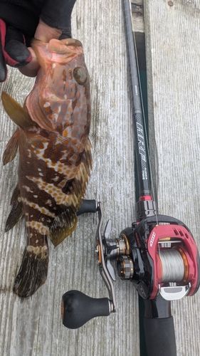 アコウの釣果