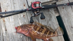 アコウの釣果