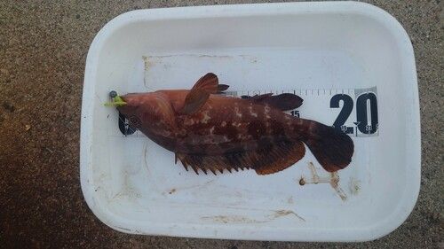 キジハタの釣果
