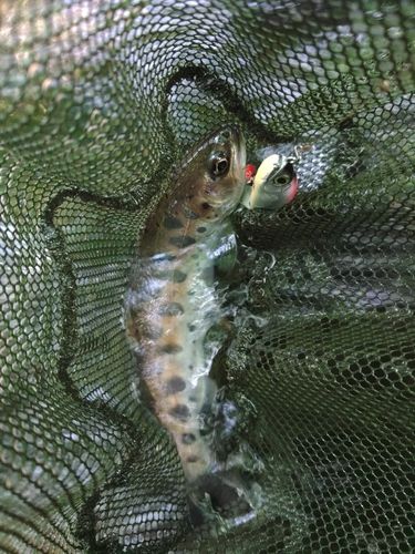 ヤマメの釣果