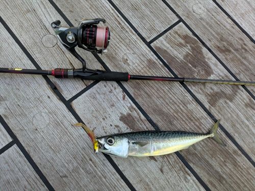 サバの釣果