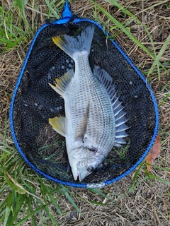 キビレの釣果